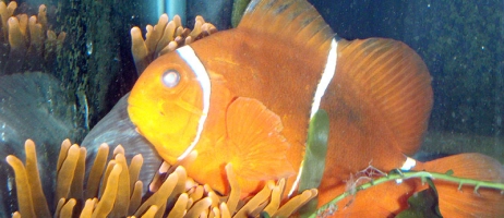 بیماری ابری شدن سطح چشم ماهی ها
