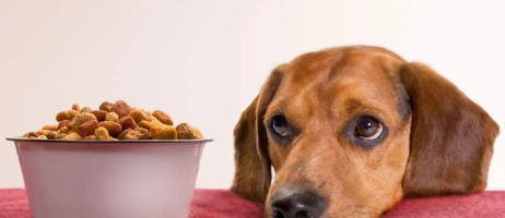 فواید غذای خشک برای سگ ها و  پیشنهاد خرید با قیمت مناسب