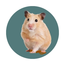 لوازم همستر