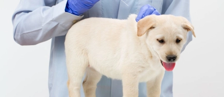 برنامه واکسیناسیون حیوانات خانگی