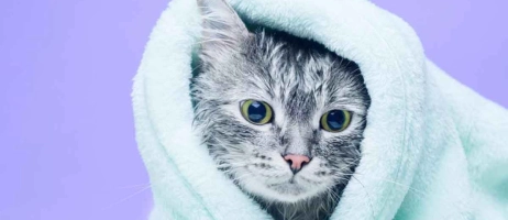 نحوه شستن گربه با شامپو مناسب
