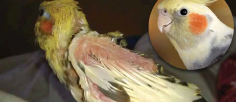 چرا قطره کلسیم برای پرندگان مهم است؟
