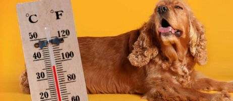 گرما زدگی حیوانات در گرما