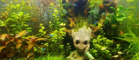 چگونه آکواریوم خود را تزیین کنیم؟