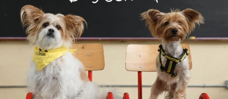 10 آموزش فرمان پذیری به سگ