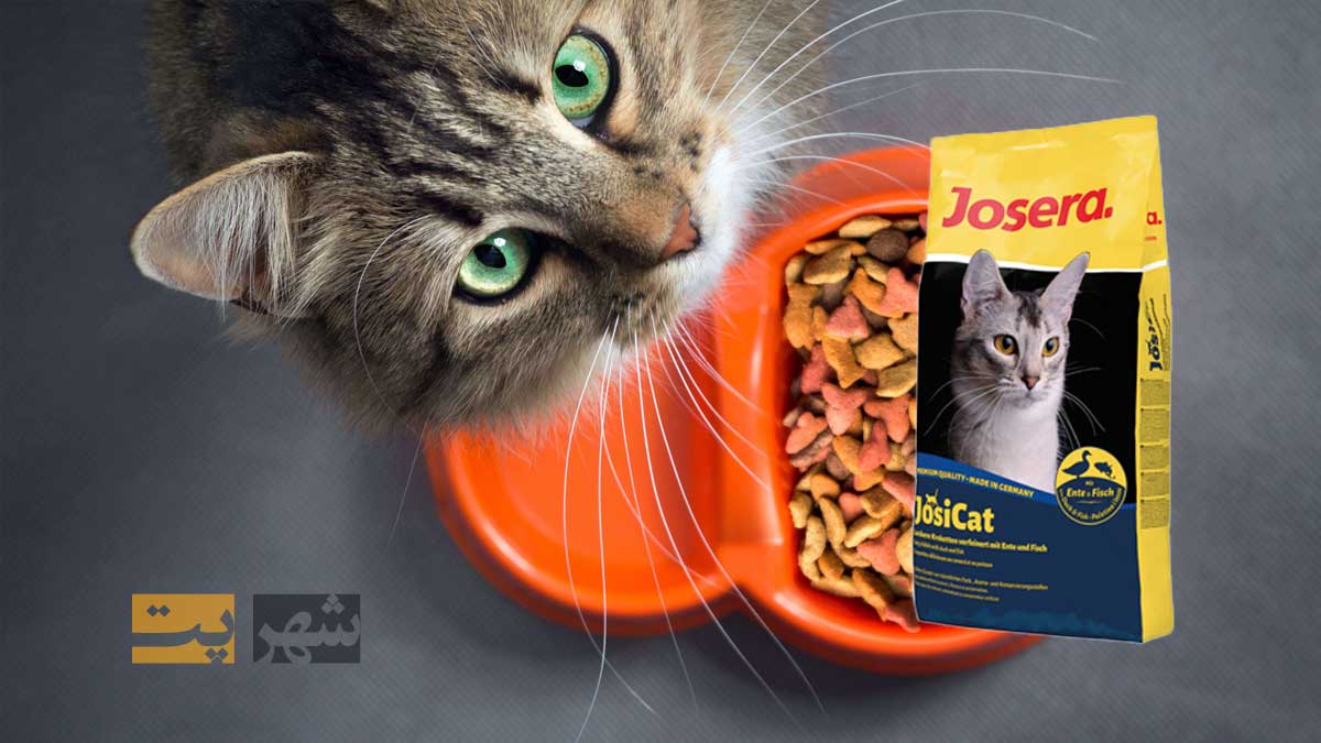 غذای خشک گربه